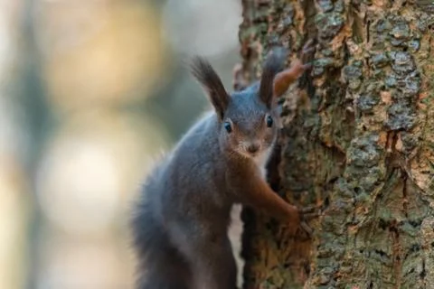 Portrait of a cute red squirrel (Sciurus vulgaris) Stock Photos