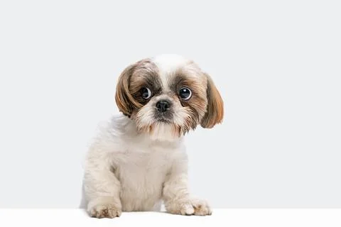 Portrait of cute Shih Tzu dog sitting on floor and looking away isolated over Stock Photos