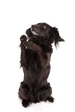 Portrait of cute, sit pretty, mixed breed dog Stock Photos