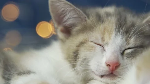 Portrait of a cute sleeping kitten with a small pink nose. Yellow Christmas Video stock 160662473