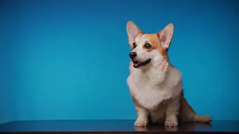 Portrait of cute smiling Welsh Corgi Pembroke dog on blue background. Video stock 180884362