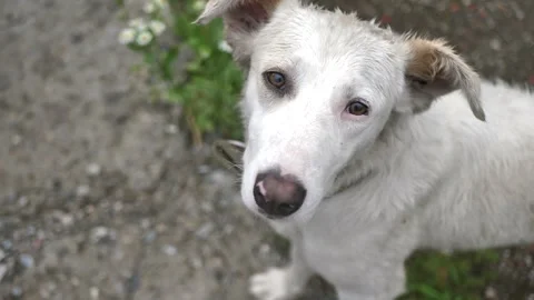 Portrait of a cute stray dog looking at the camera. Stock Footage 277860075