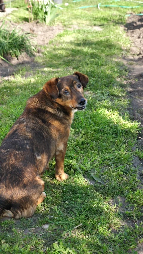 A portrait of a cute stray dog looking at the camera. Stock-Footage 334326504