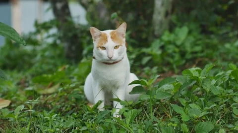 Portrait of a cute striped cat lying in the grass. cat looking at camera. Stock Footage 120249985