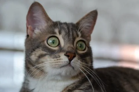 Portrait of cute tabby Stock Photos
