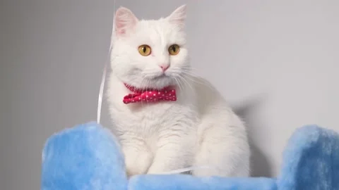 Portrait of a cute white cat close-up Stock Footage 151320835