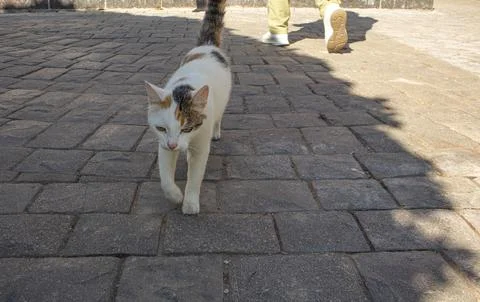 Portrait of a cute white cat in close-up, carefree walking along the city s.. Stock Photos