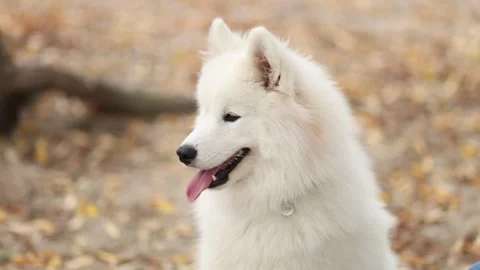 A portrait of a cute white fluffy Samoyed dog named Leya Stock Footage 322658149