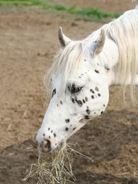 Portrait of a cute white spotted horse eating hay Stock Photos