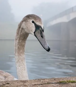 Portrait of a cygnet Stock Photos