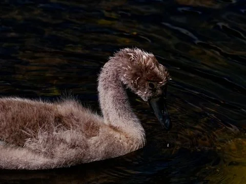 A portrait of a cygnet Stock Photos