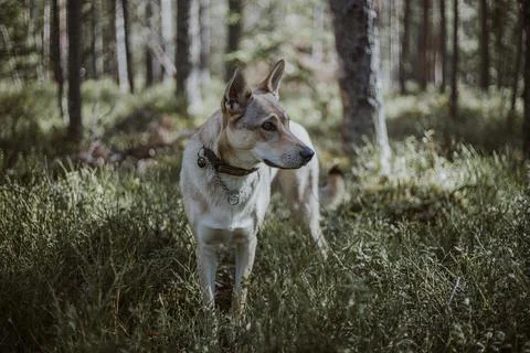 Portrait of a Czechslovakian woldog in a forest Stock Photos