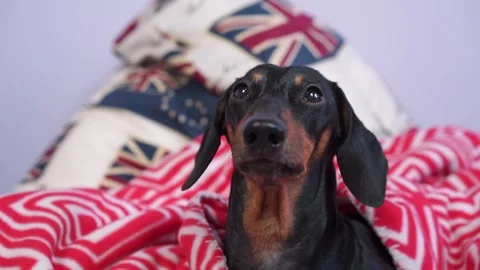 Portrait of dachshund dog defenseless devoted look of loving devoted pet beggar Stock Footage 295086926