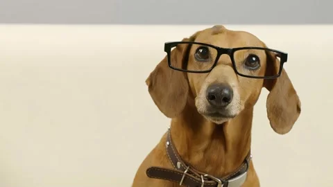 Portrait of a dachshund with glasses Stock Footage 166450736