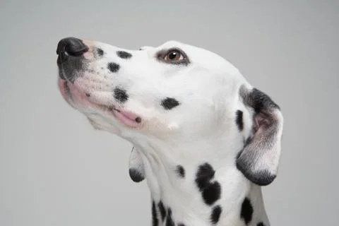 Portrait of Dalmatian Stock Photos