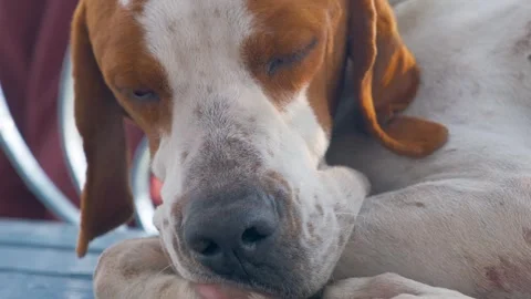 Portrait of a dane dog. great dane dog. great dane purebred dog resting. Stock Footage 342812644