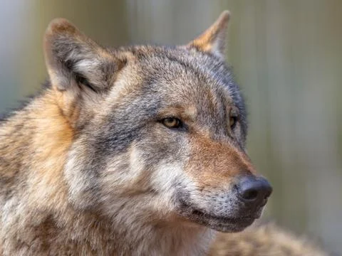 Portrait of Dangerous Grey Wolf Stock Photos