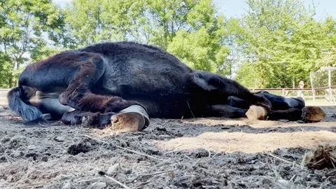 Portrait of dark donkey lying on ground, low angle Stock Footage 278855972
