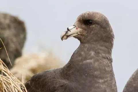 Portrait of dark morphs fulmars turned his head a summer day Stock Photos