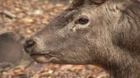 Portrait Of Deer Chewing Feed Vídeo Stock 40368969
