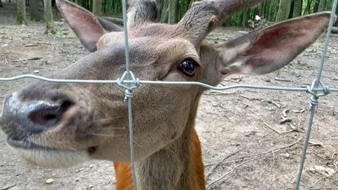 Portrait of a deer eating from hands Stock-Footage 252082646
