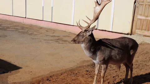 A portrait of a deer Stock Footage 151954942