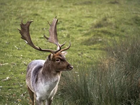 Portrait of a deer in a forest clearing Stock Photos