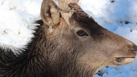 Portrait of a deer with horns Stock Footage 242456999