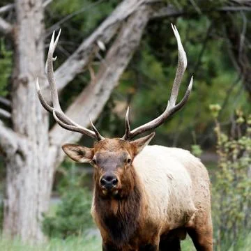 Portrait of deer Stock Photos