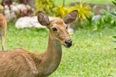Portrait of deer Stock Photos