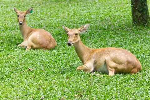 Portrait of deer Stock Photos