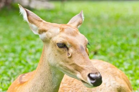 Portrait of deer Stock Photos