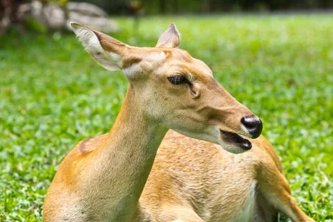 Portrait of deer Stock Photos