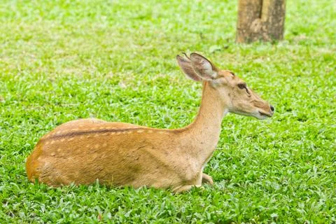 Portrait of deer Stock Photos