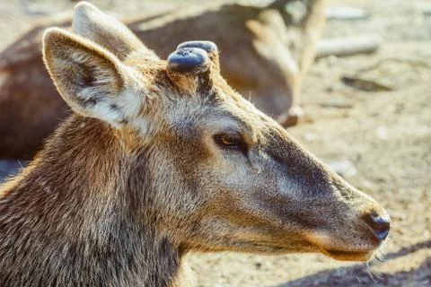 Portrait of Deer Stock Photos