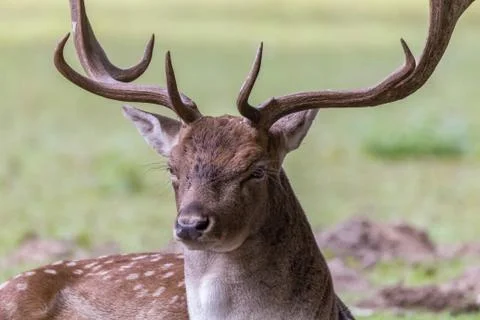 Portrait of a deer Stock Photos