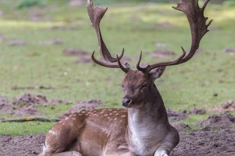 Portrait of a deer Stock Photos