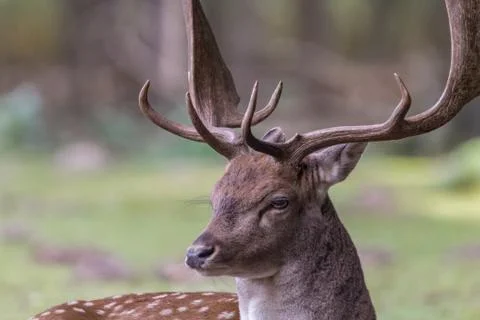 Portrait of a deer Stock Photos