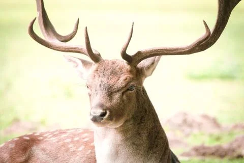 Portrait of a deer Stock Photos