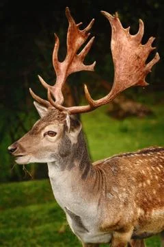 Portrait of Deer Stock Photos