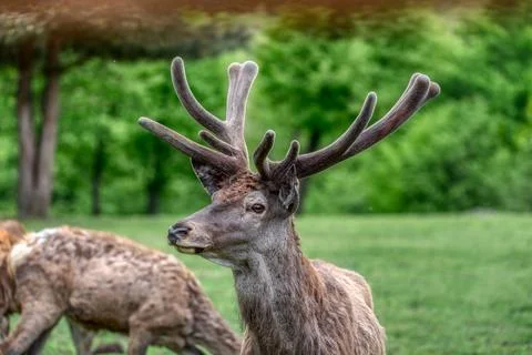 Portrait of a deer Stock Photos