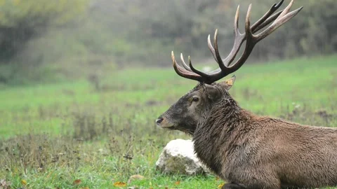 Portrait of deer in the rain 库存影片 134691274