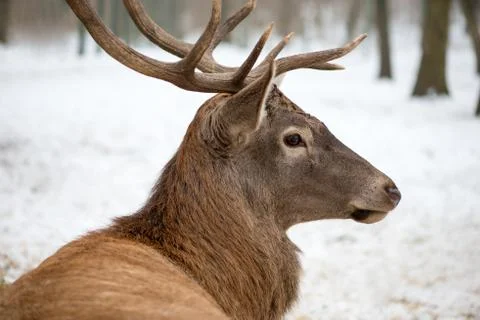 Portrait of a deer Sitting In A Forrest Stock Photos