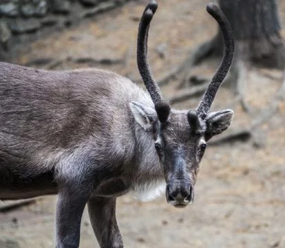 Portrait of a deer staring into the frame. 写真素材