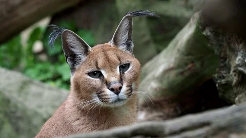 Portrait desert cats Caracal (Caracal Stock Video Pond5