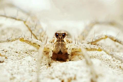 Portrait of Desert solf spider, Evippa sp, Desert National Park, Rajasthan Stock Photos