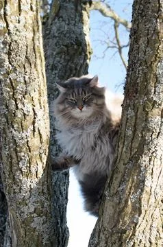 Portrait of a devil cat sitting on a tree. Fluffy Siberian cat. Foto stock