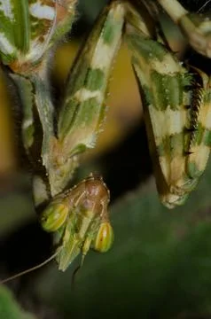 Portrait of a devil's flower mantis Blepharopsis mendica. Stock Photos
