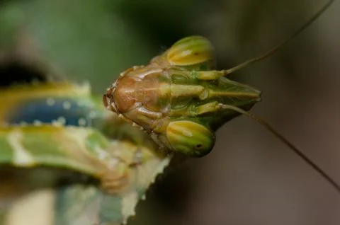 Portrait of a devil's flower mantis Blepharopsis mendica. Stock Photos