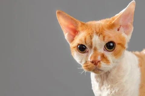 Portrait of Devon Rex cat on dark background Stock Photos